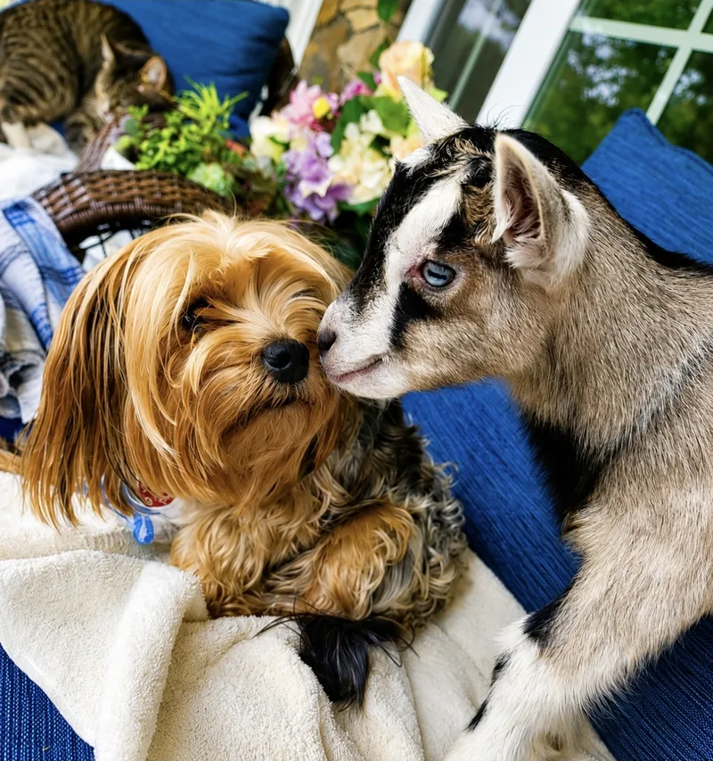 Bella nose to nose with a baby goat