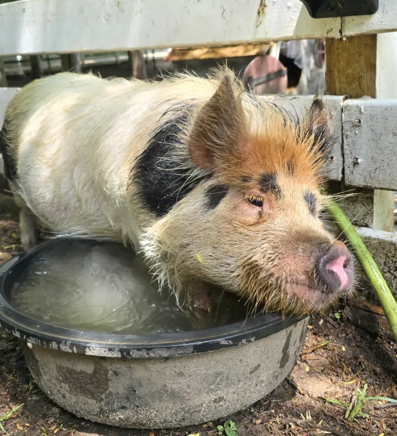 Chippie drinking from his water bowl on a sunny day