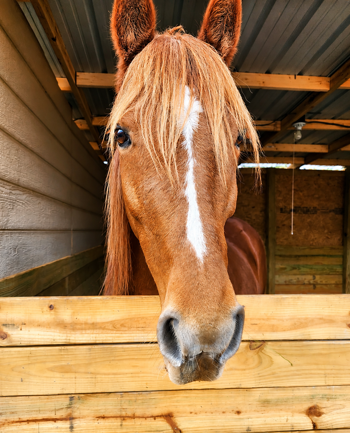 Real Rhett the horse peeking over his stall door at Outskirts of Heaven Farm