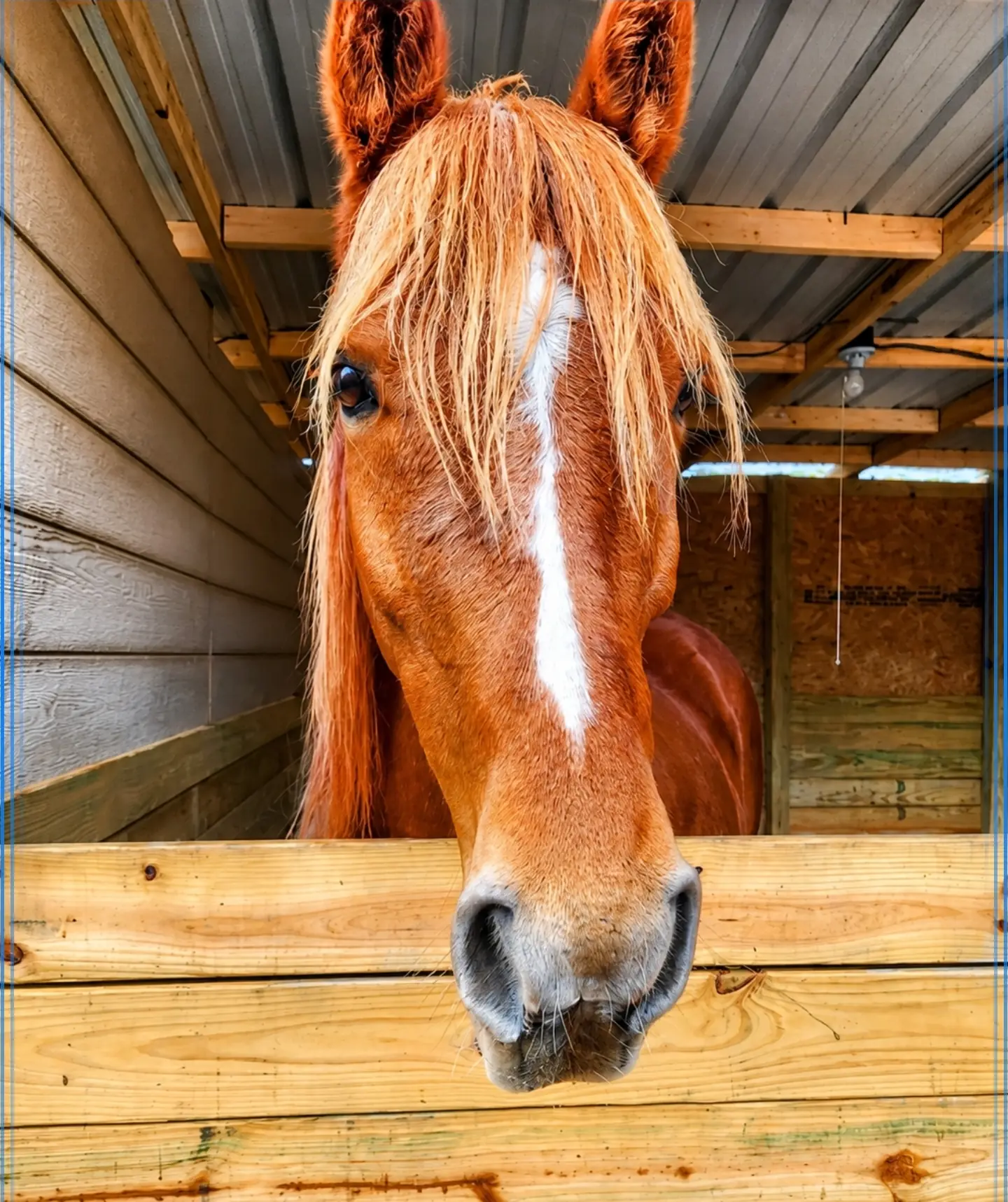 Real-life photo of Rhett, the animal who inspired Rhett and the Field of Courage