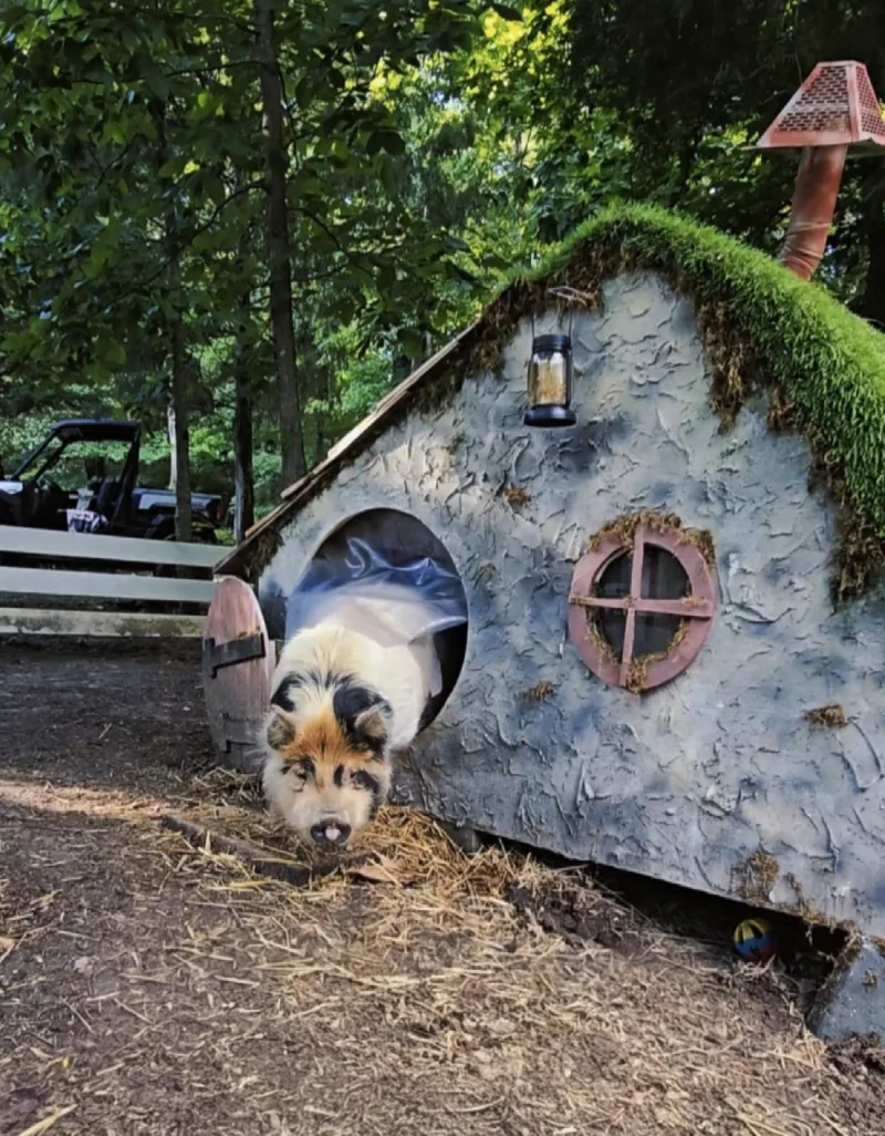 Chippie peeking out of the round door of his Hobbit House