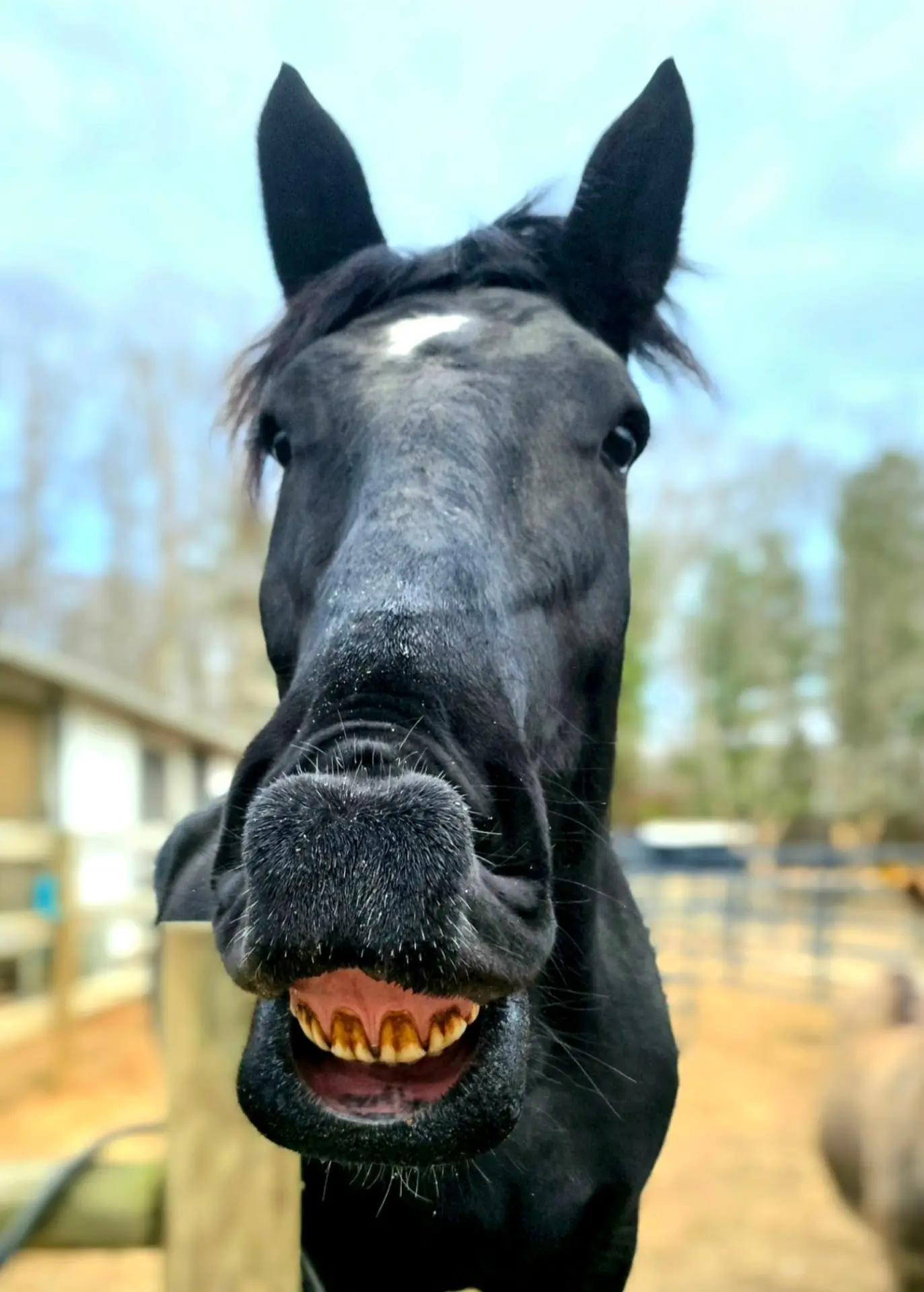 Real-life photo of Kaydi, the animal who inspired Kaydi's Big Heart