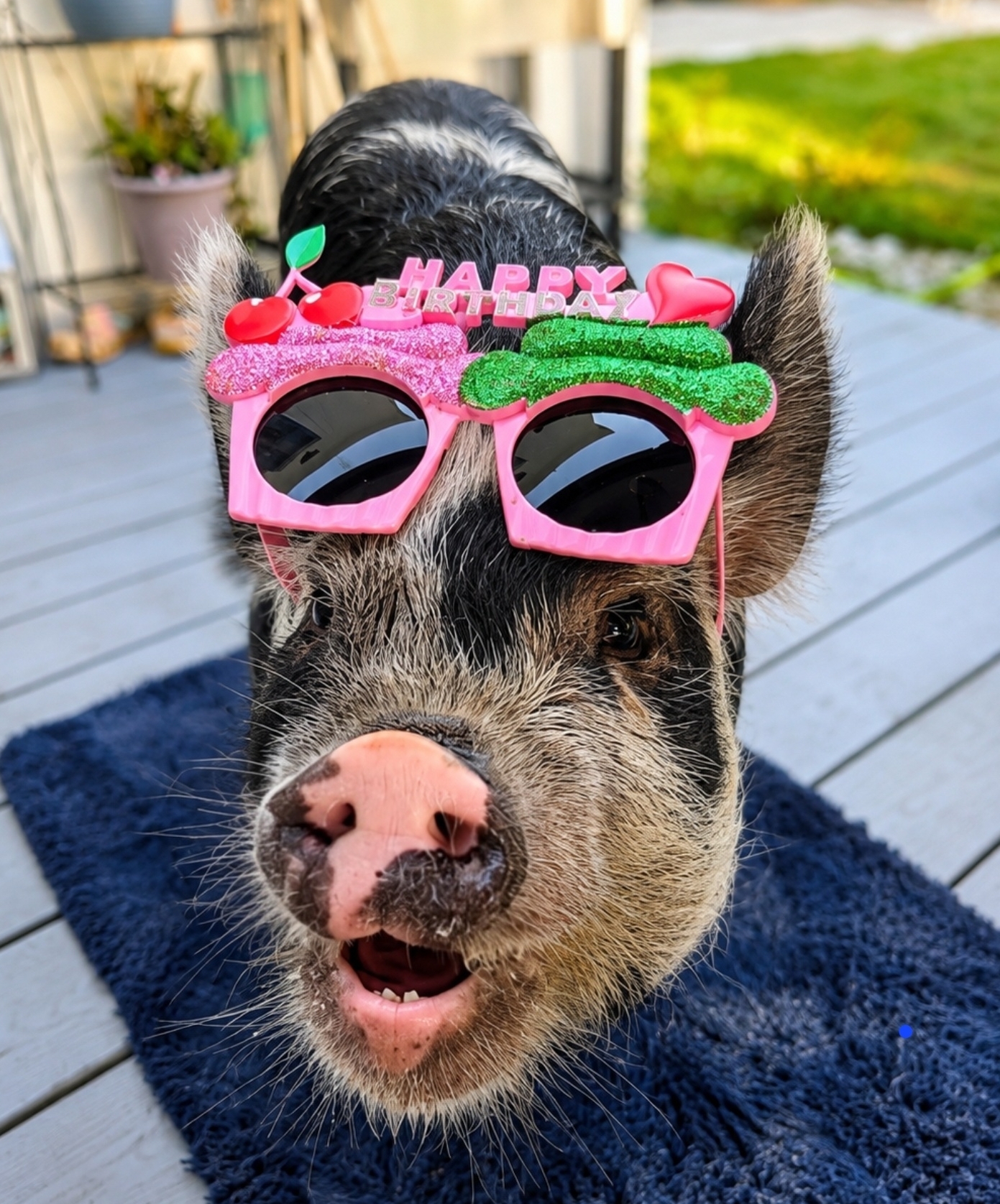 Real Charlotte the pig at Outskirts of Heaven Farm