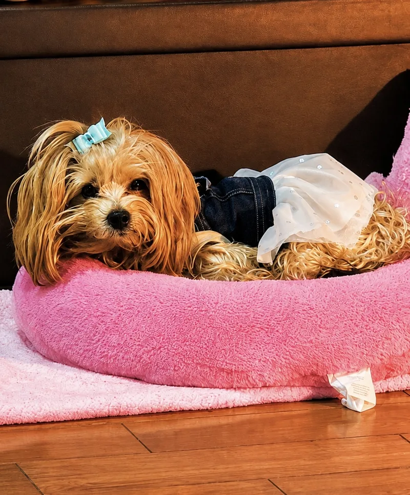 Bella resting in her pink dog bed