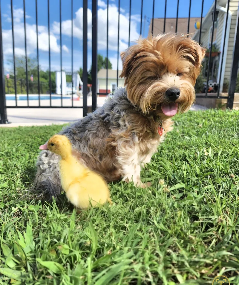 Bella sitting in the grass with a yellow duckling